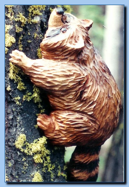 2-08 raccoon attached to tree-archive